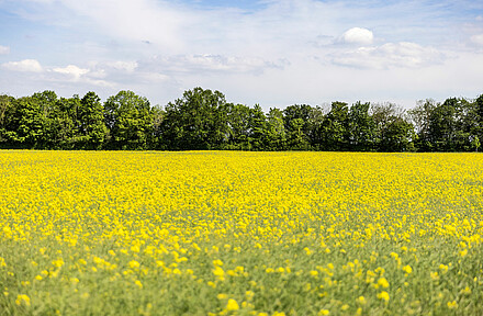 Weite Rapsfelder bei Aschheim – Monvest-Projektumfeld. Blühendes Rapsfeld in Aschheim.